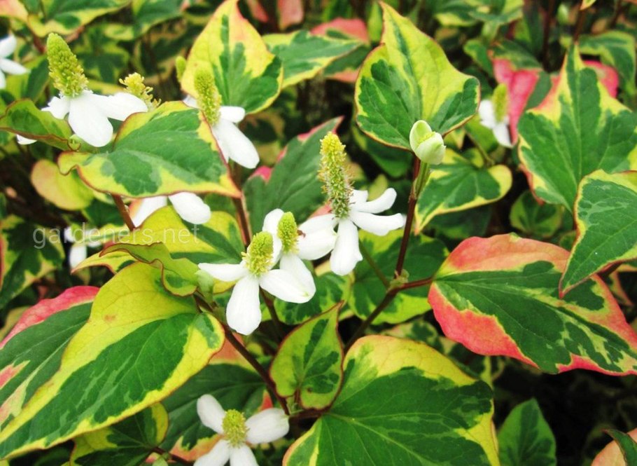 Houttuynia cordata Chameleon