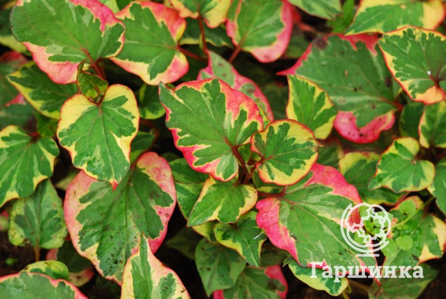 Хауттюйния сердцевидная