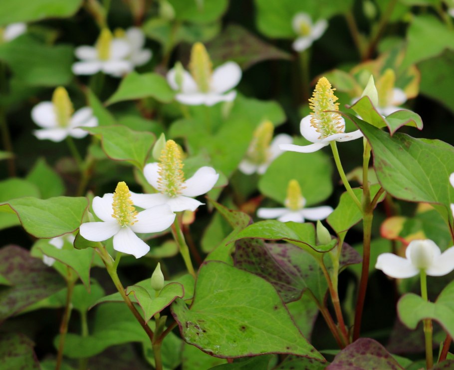 Хауттюйния кордата