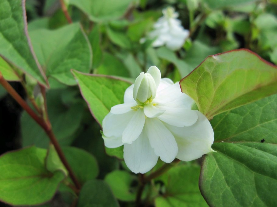 Хауттюйния сердцевидная