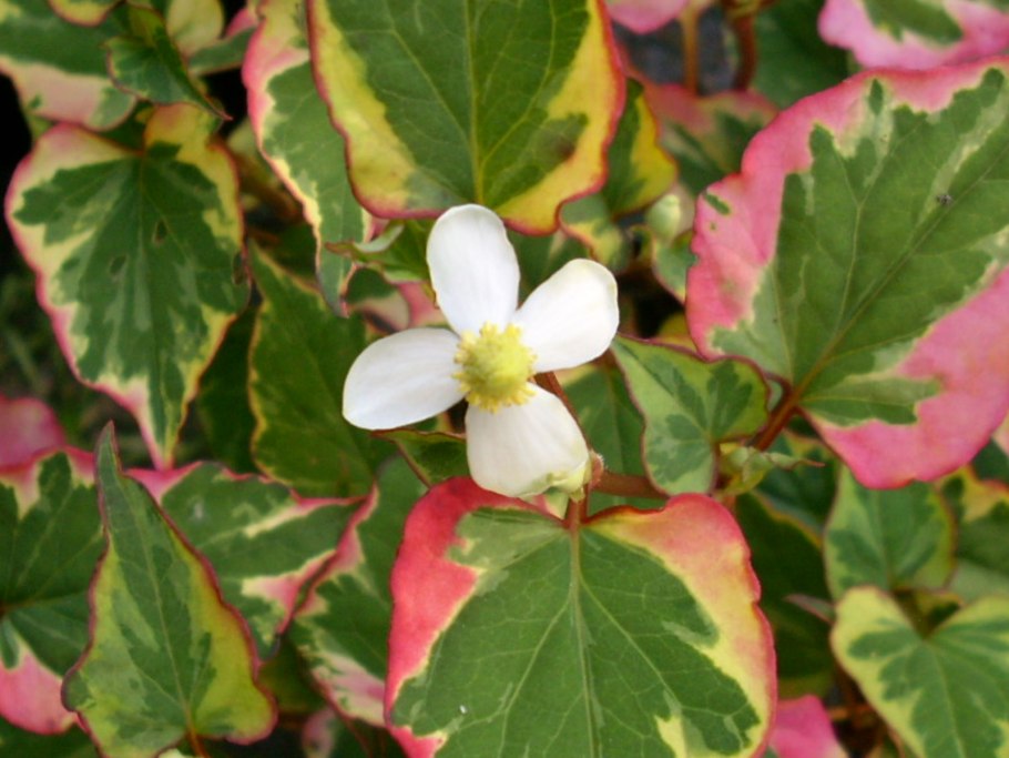 Houttuynia cordata chameleon