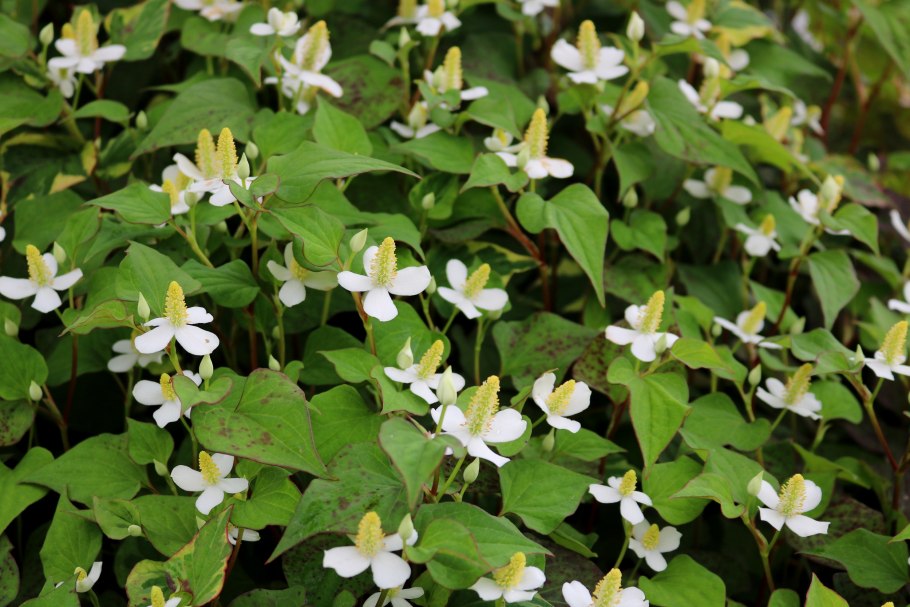 Houttuynia cordata