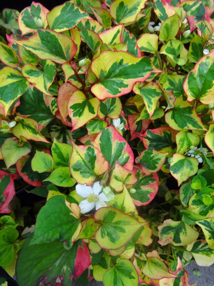 Хауттюйния кордата хамелеон