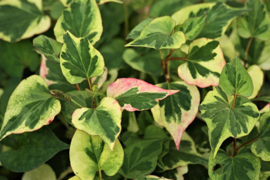 Хауттюйния сердцевидная хамелеон