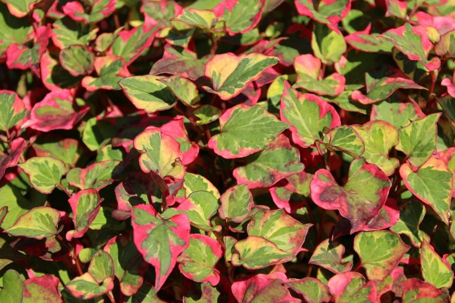 Хауттюйния хамелеон