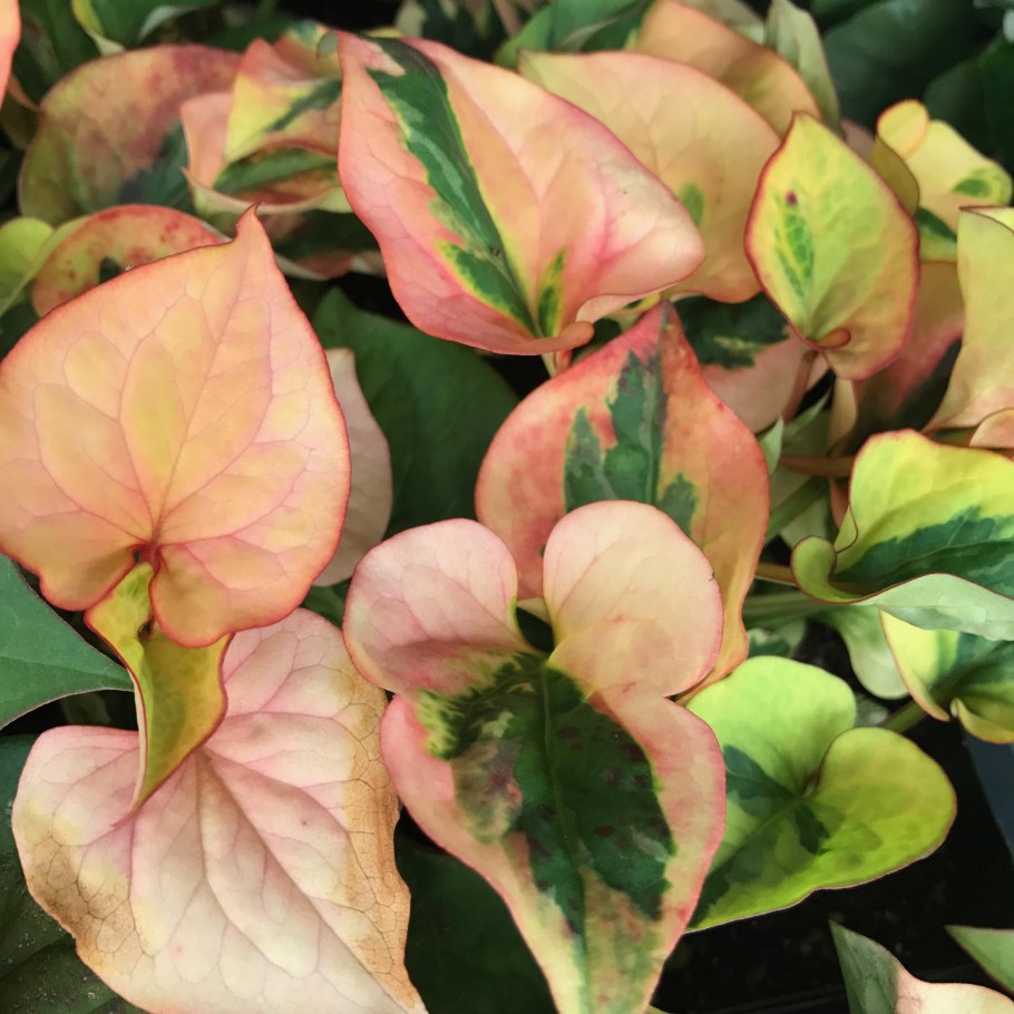 Хауттюйния сердцевидная хамелеон