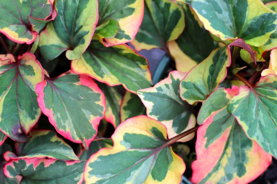 Хауттюйния сердцевидная хамелеон