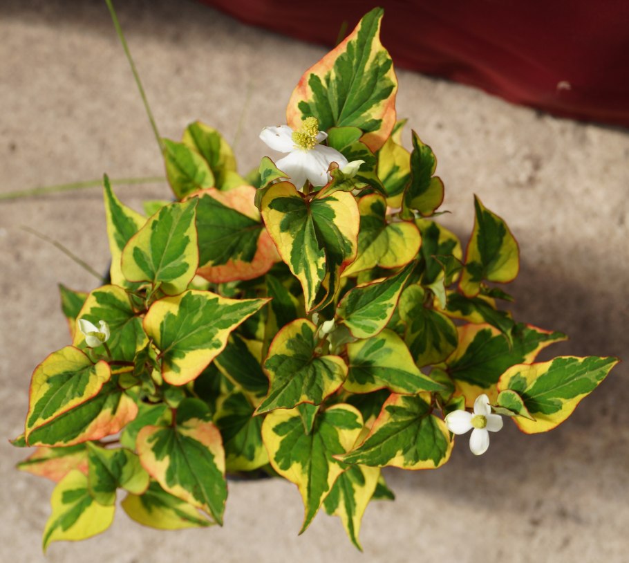 Хауттюйния Альба