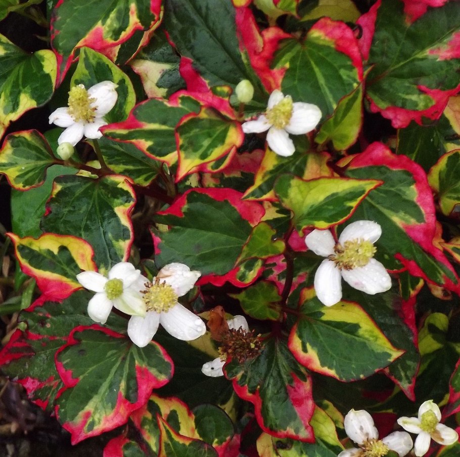 Хауттюйния сердцевидная хамелеон