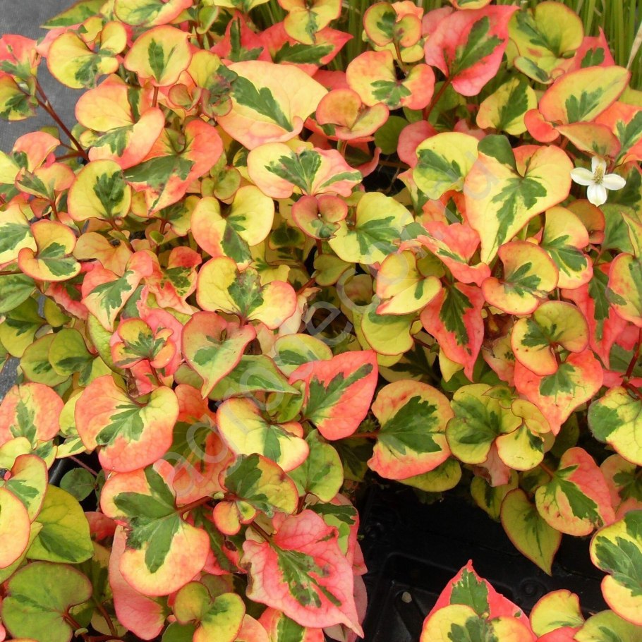 Хауттюйния сердцевидная хамелеон