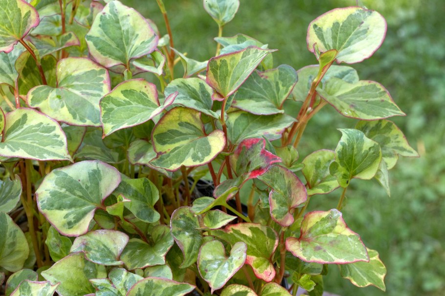 Хауттюйния Houttuynia cordata Chameleon