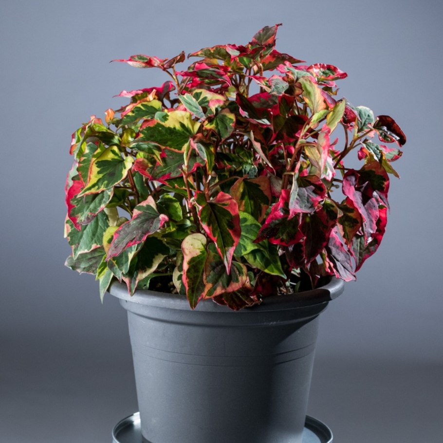 Хауттюйния хамелеон