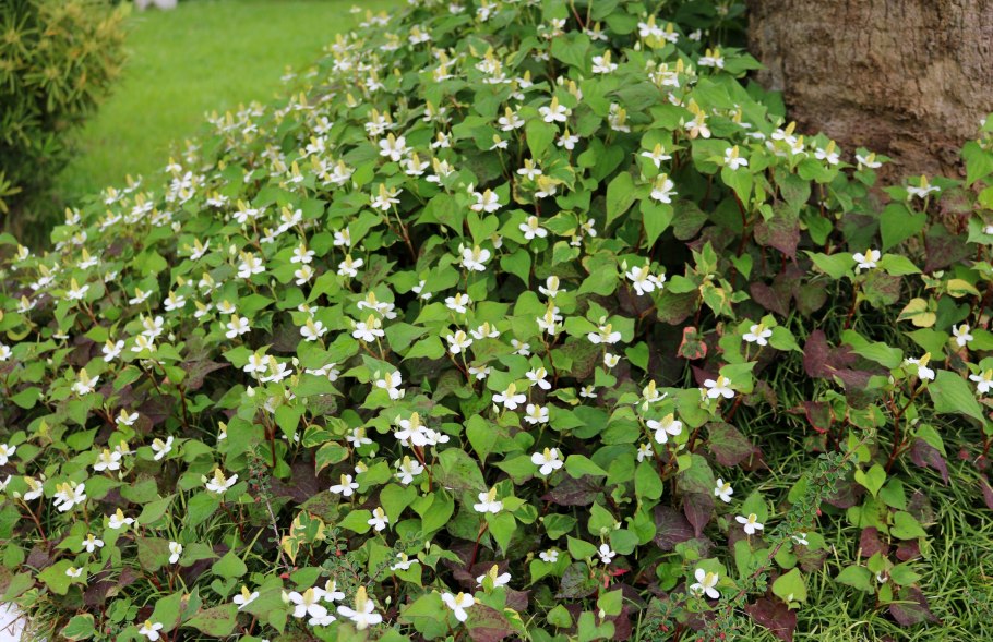 Хауттюйния cordata