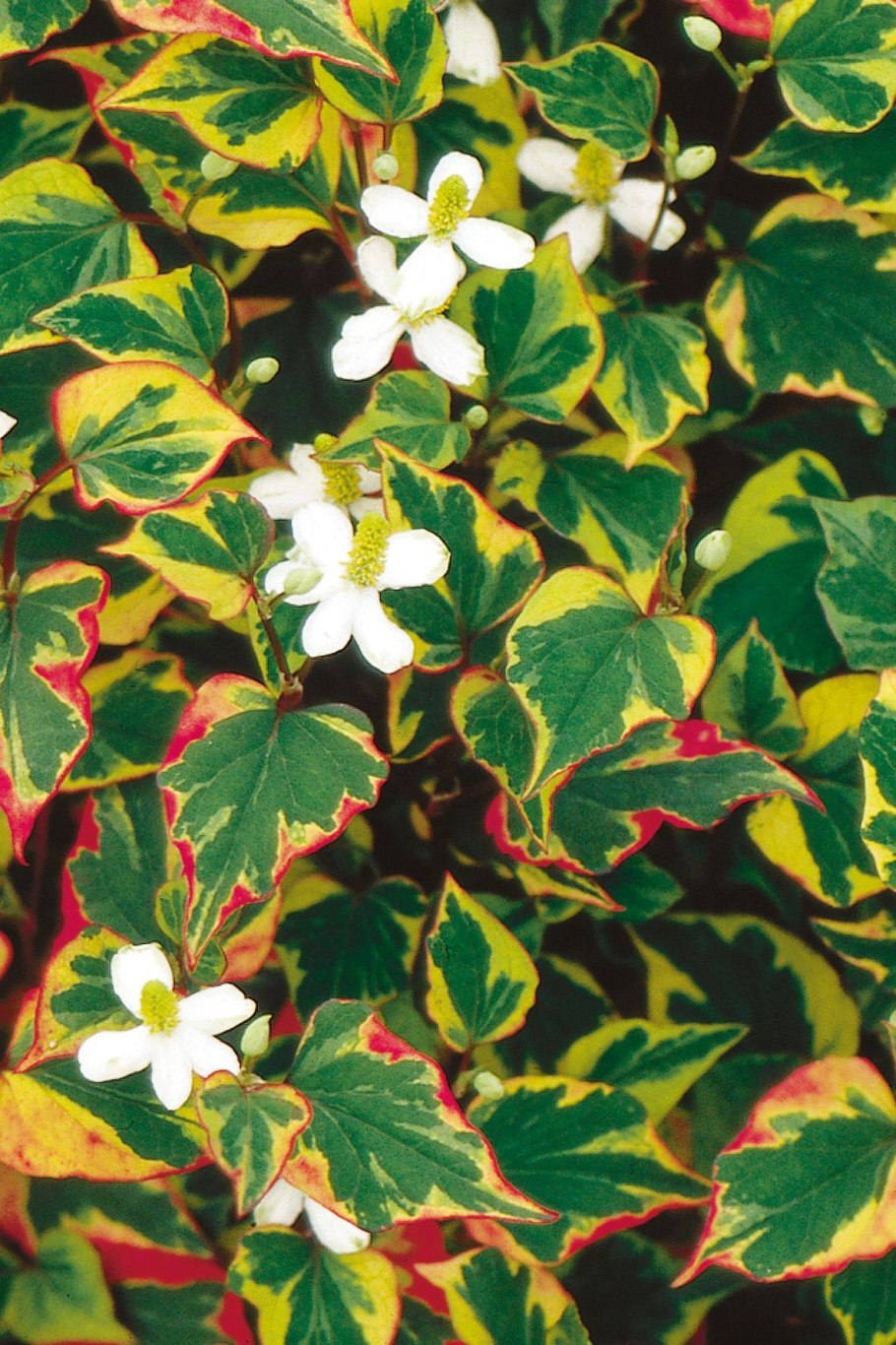 Цветок хаутюния