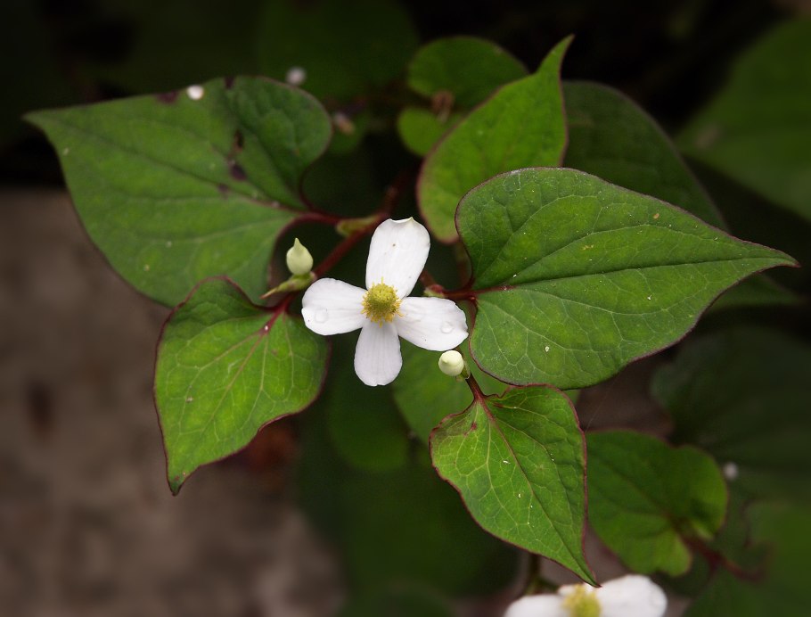 Гуттуиния сердцелистная