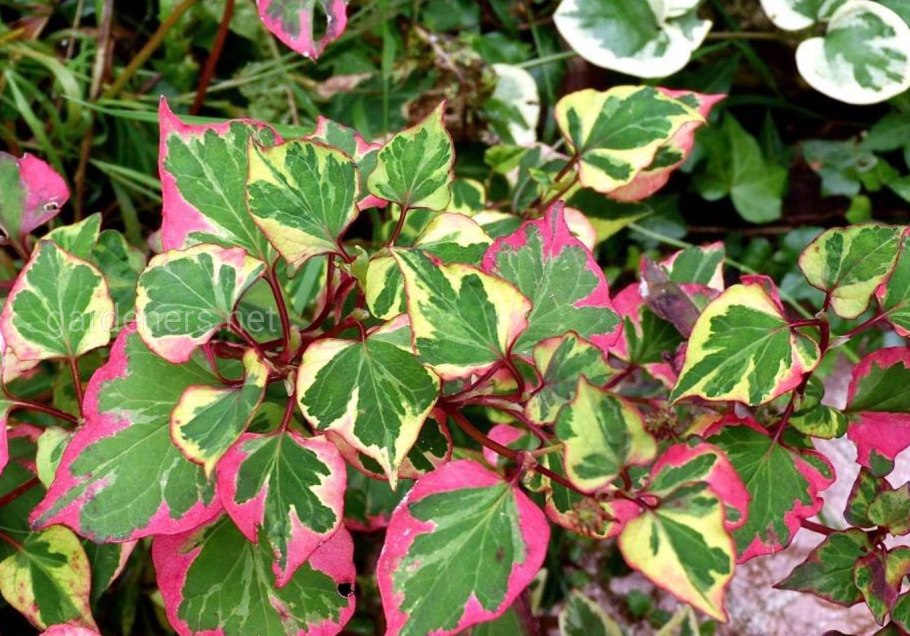 Хауттюйния сердцевидная хамелеон