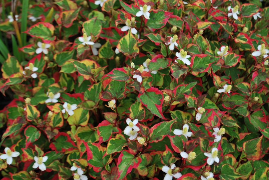 Хауттюйния cordata Chameleon