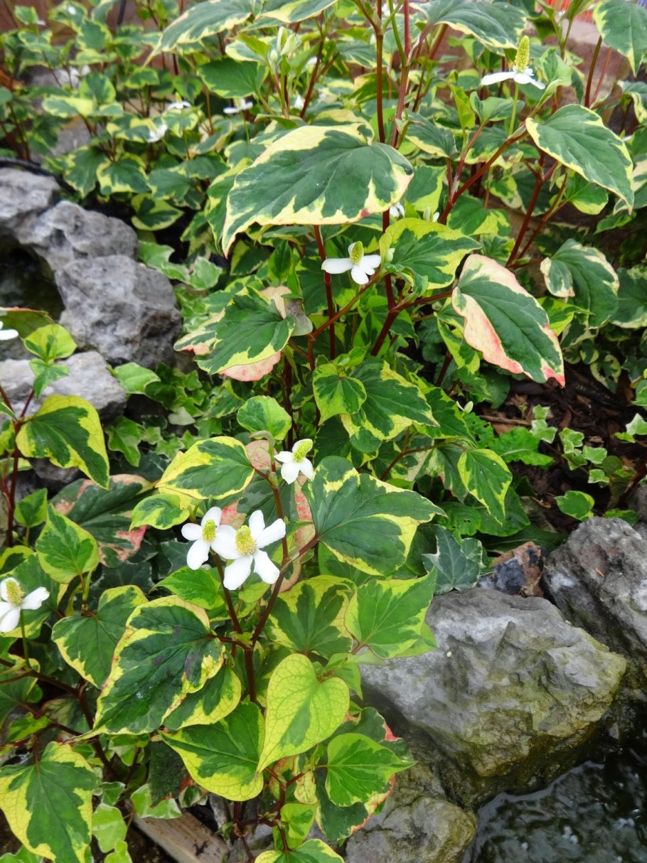 Houttuynia cordata Chameleon