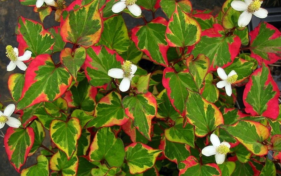 Почвопокровник хауттюйния