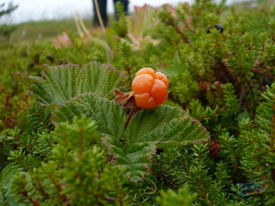 Северная ягода Морошка