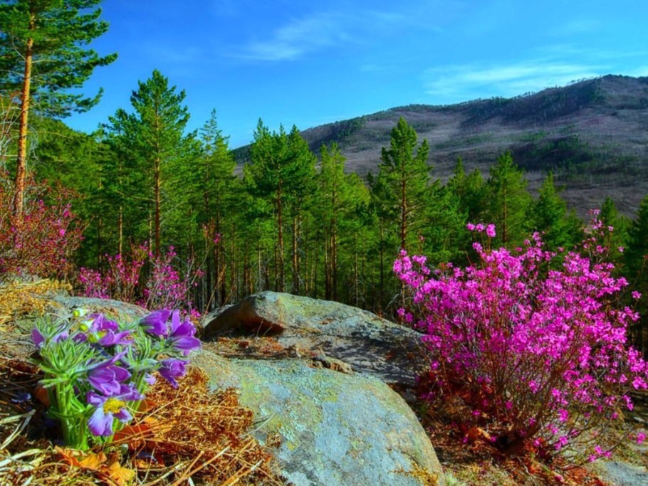 Багульник сопки забайкальский