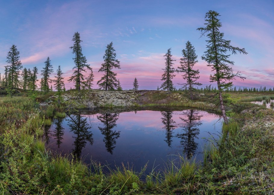 Клюква Болотная