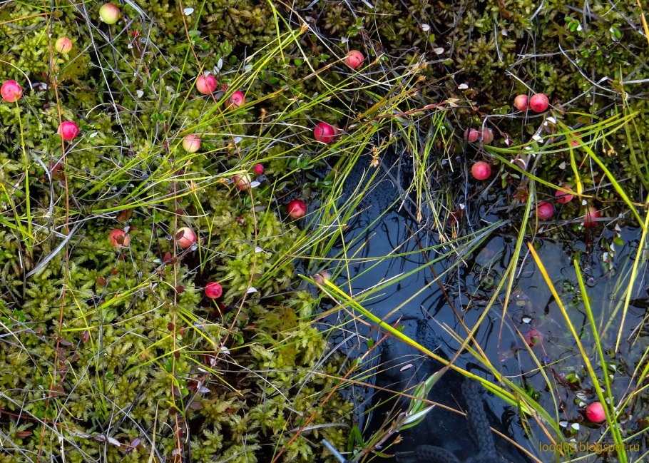 Морошка Северная Тундровая ягода
