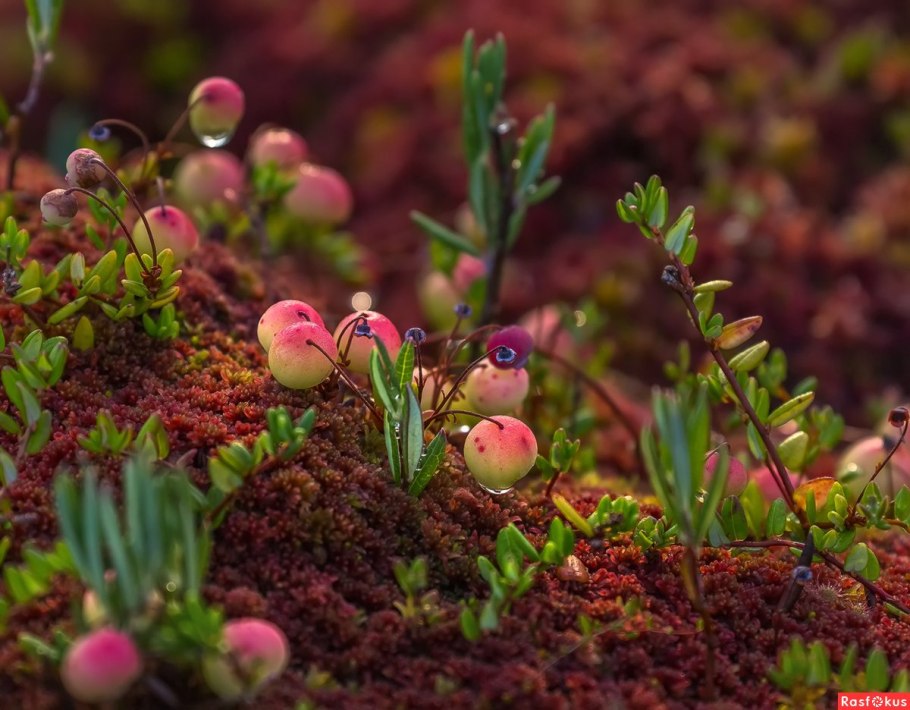 Клюква болотная цветы