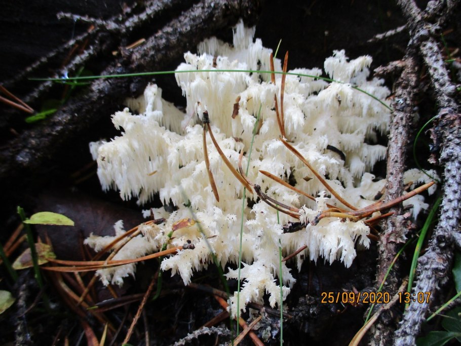 Ежовик коралловидный