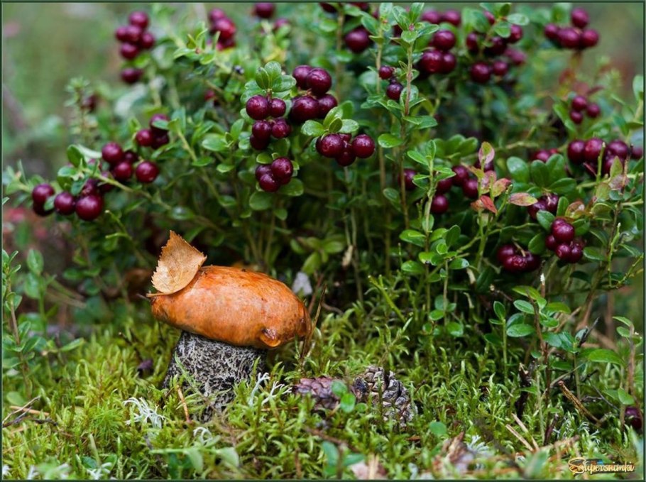 Иван-чай (кипрей)