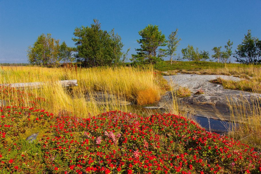 Дикоросы тайги