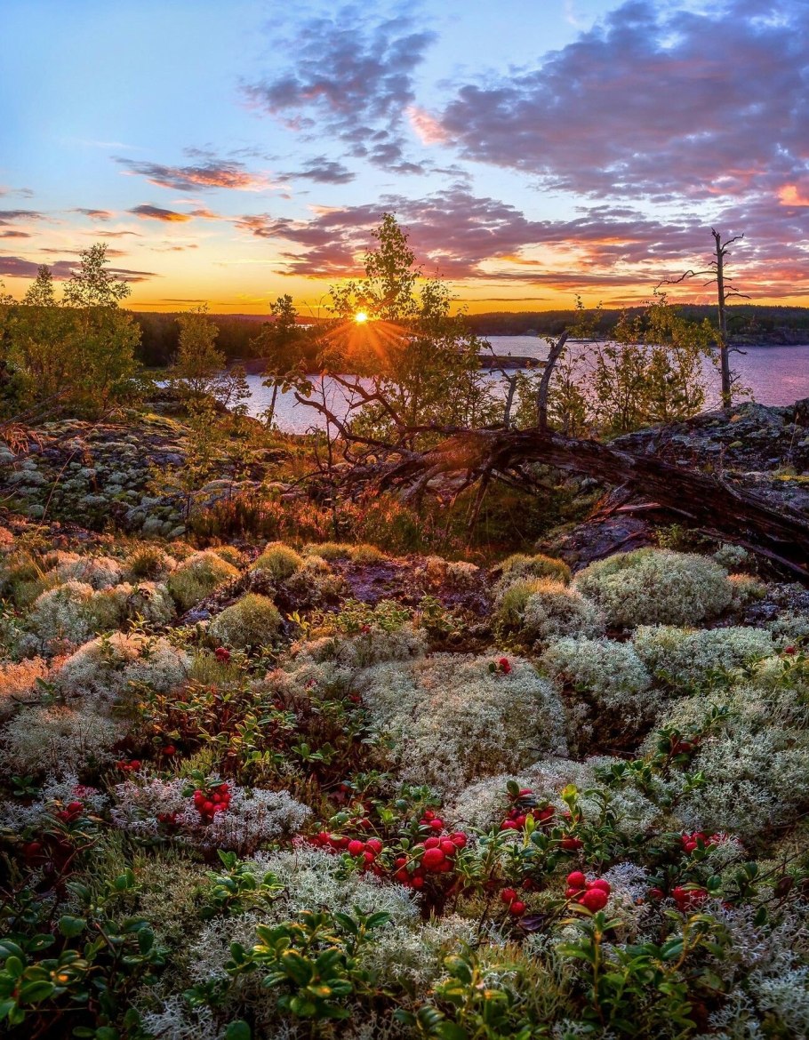 Новый Уренгой лесотундра