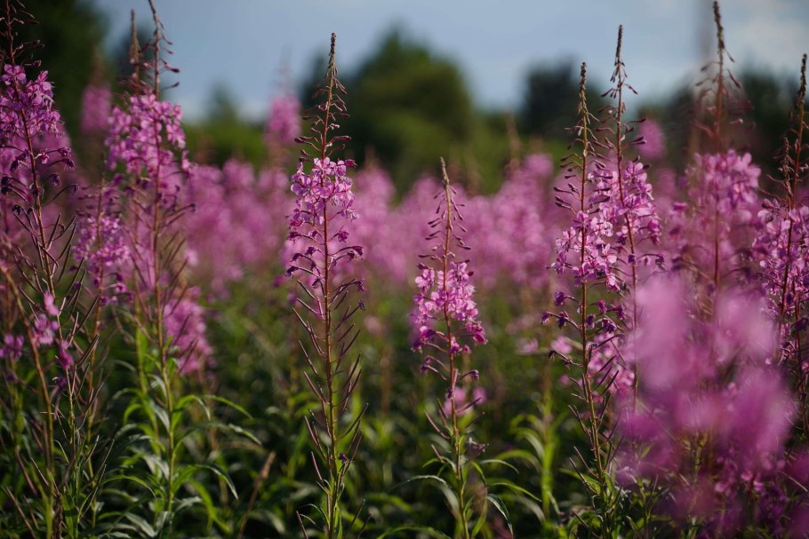 Морошка ягода