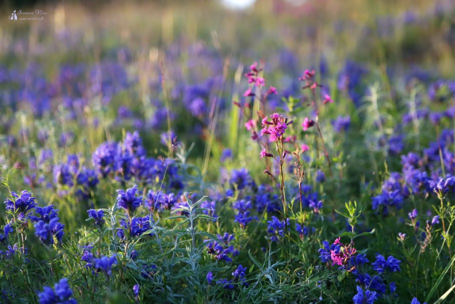Травяные растения Карелии
