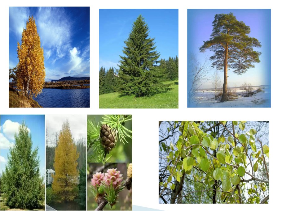 Карелия ягель ягоды грибы