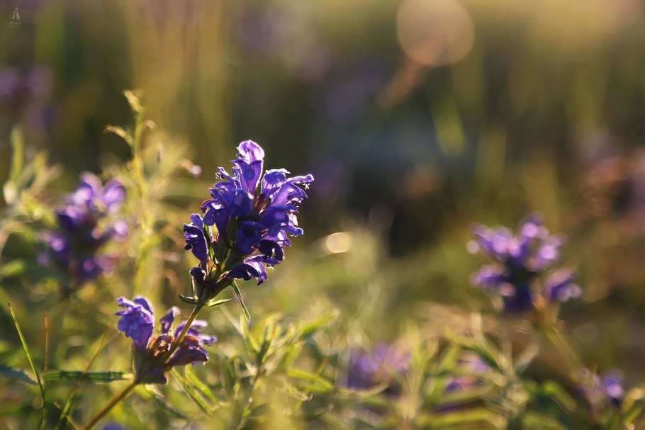 Полевая трава карелии