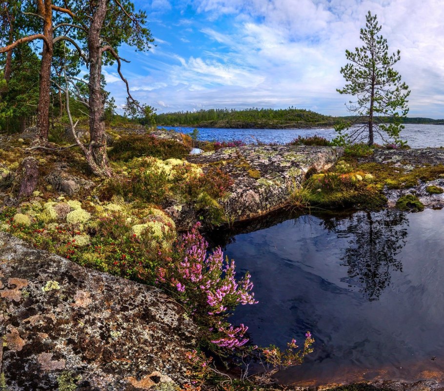 Мох в Карелии