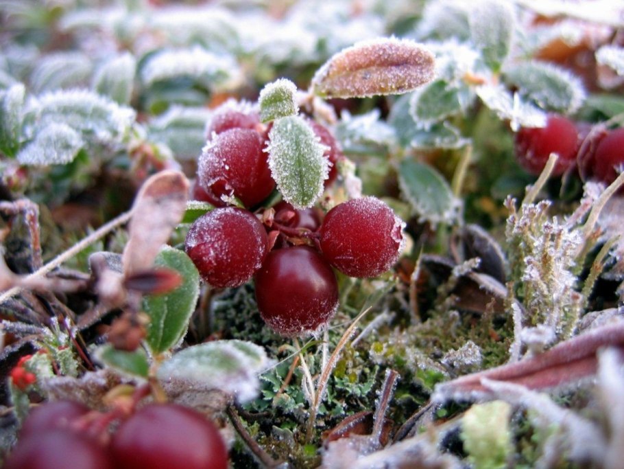 Ягоды ямала