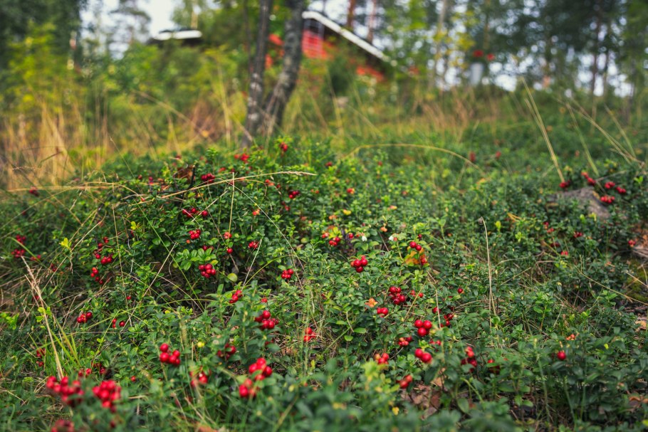 Растения тундры Морошка