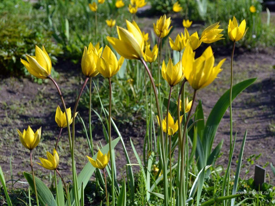 Тюльпан Лесной Tulipa Sylvestris