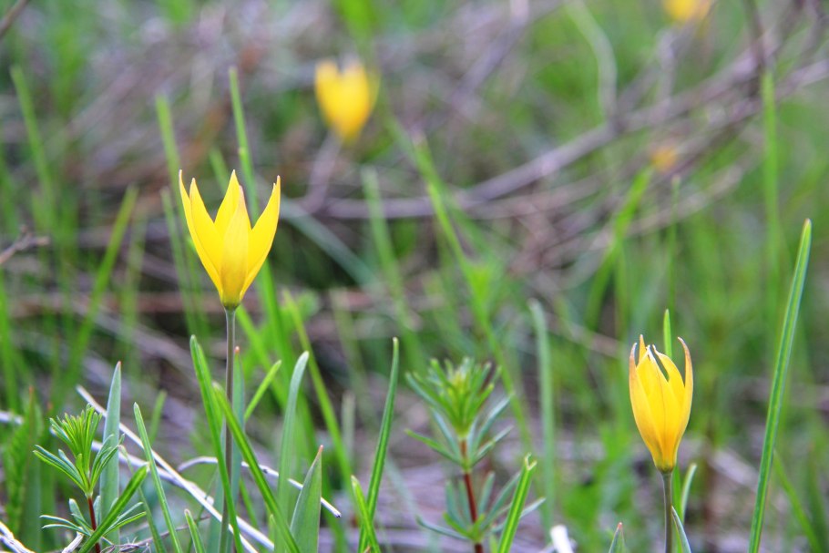 Тюльпан Йеллоу Энджел