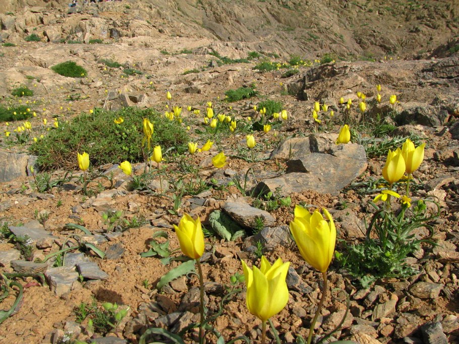 Степной тюльпан борщова