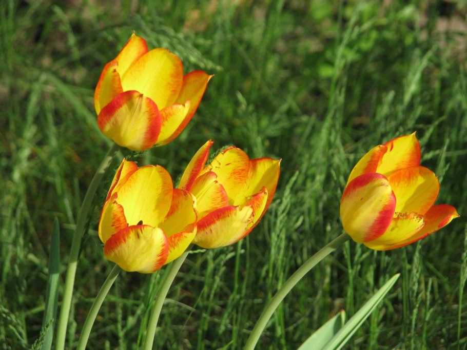 Тюльпан Лесной Tulipa Sylvestris