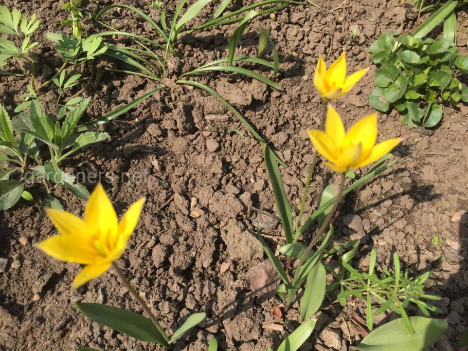 Дикий тюльпан желтый