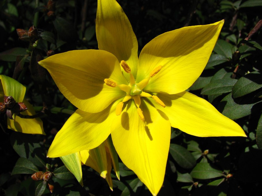 Дикие Лесные тюльпаны