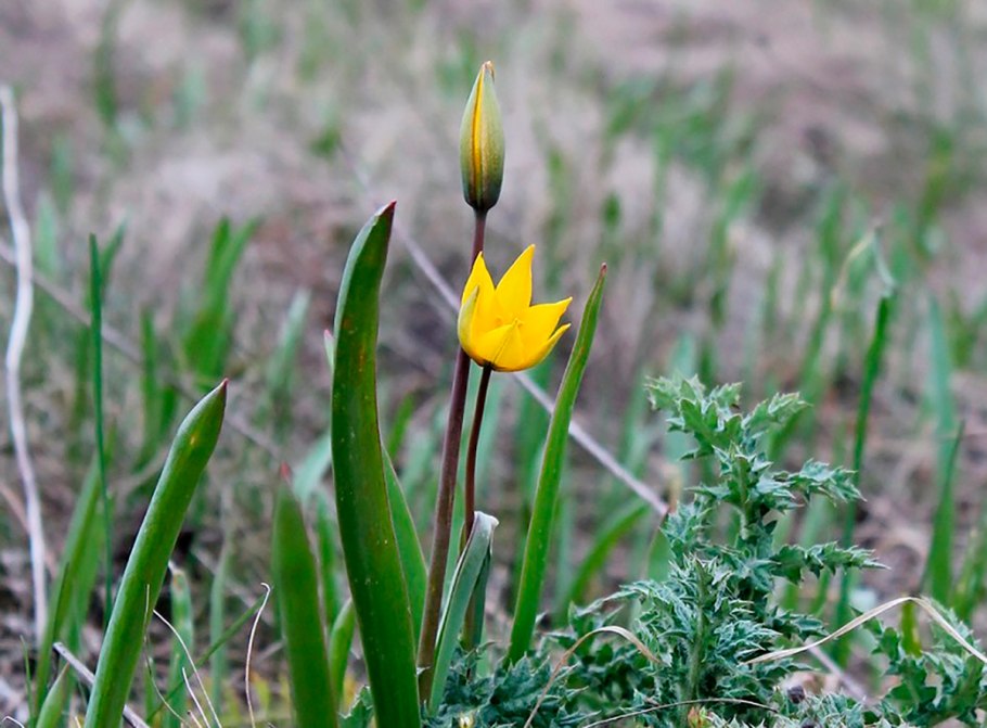 Тюльпан биберштейна
