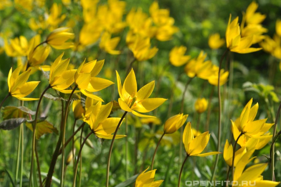 Дикие Лесные тюльпаны