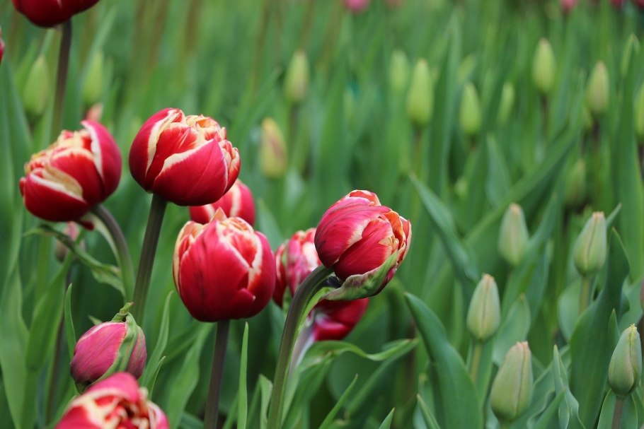 Тюльпан Геснера