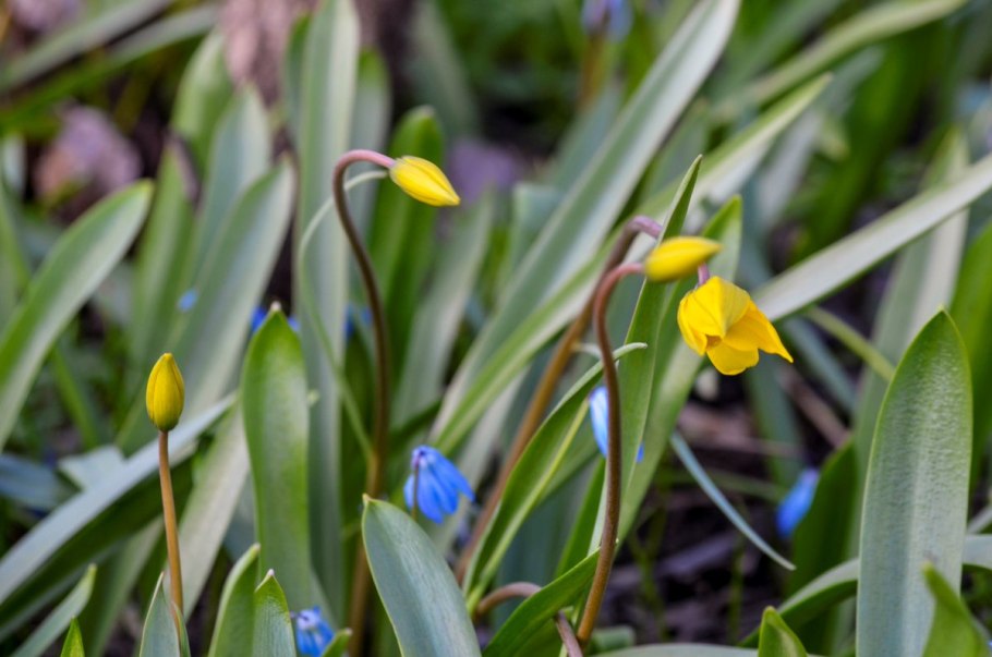 Первоцвет тюльпан Лесной