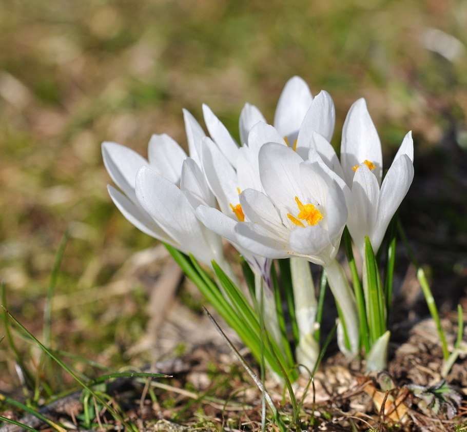 Пролески подснежники крокусы